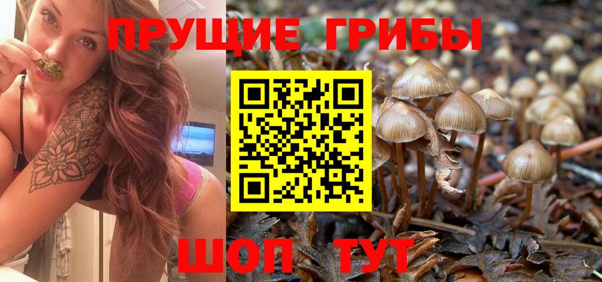 Галлюциногенные грибы Psilocybine cubensis Выборг